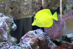 HAPPYFISH SRL