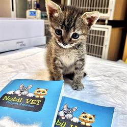 NOBIL CIA VET SRL