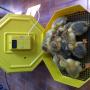 incubator oua