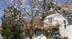 MAGNOLIA