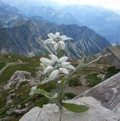 FLOARE DE COLŢ