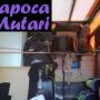 napoca mutari
