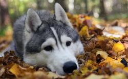 CABINET VETERINAR "D&D CULMAR VET" - SLATINA, JUDETUL OLT