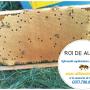 Roi de albine de vanzare