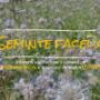 seminte de facelia