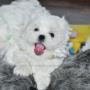 baietel bichon maltese