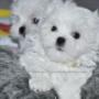 baietel bichon maltese