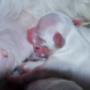 bichon maltese - prima zi