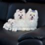 bichon maltez