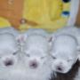 pui bichon maltez