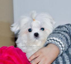 Bichon Maltese