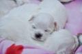 pui bichon maltese de vanzare