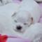 bichon-maltez-de-vanzare