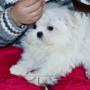 Încărcat de vizitator în 02.10.2016  - bichon maltese puppy