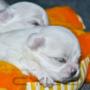 Încărcat de vizitator în 02.10.2016  - puiuti bichon maltez