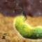 Helicobacter-Pylori