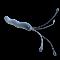 Helicobacter-Pylori