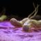 Helicobacter-Pylori