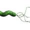 Helicobacter-Pylori