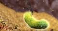 Helicobacter-Pylori