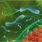 Helicobacter-Pylori
