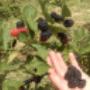Plantatie mure