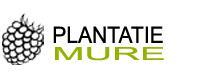 Plantatie mure