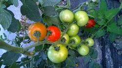 BALDOPAL AGRO SRL