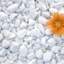 piatricele decorative