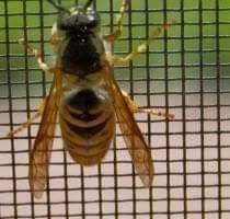 Plase Insecte - plaseinsecte.com