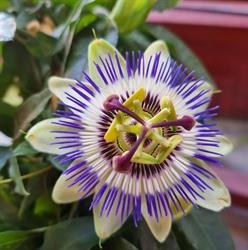 Floraria Zelike