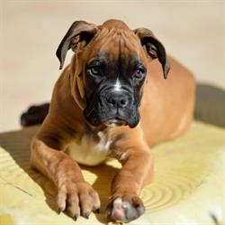 Cabinet Veterinar Petlove Cluj