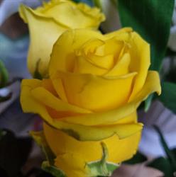 Floraria Aurora