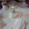 TRUSOU-BOTEZ-IOANA
