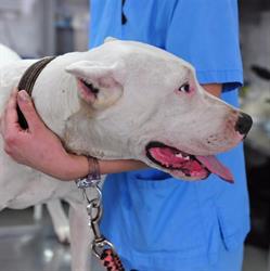 Centrovet Bucureşti Clinica Veterinară Non-Stop