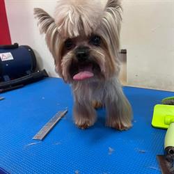 Kingpet salon