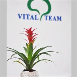 Centrul Medical Vital Team
