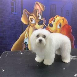 Doamna&Vagabondul Frizerie Canina
