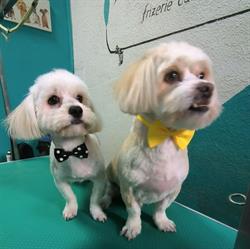 Tarja Frizerie Canina