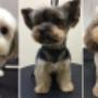 Trendy Pets Frizerie Canina Otopeni Tuns Caini Otopeni