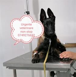 Urgente veterinare non stop iasi