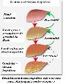 Diagnosticul steatozei hepatice