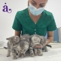 Veterinar