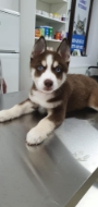 Clinica veterinara