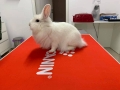 Cabinet veterinar