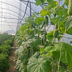 Ferma Legume Bencze