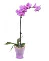 Orhidee Phalaenopsis