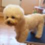 Frise