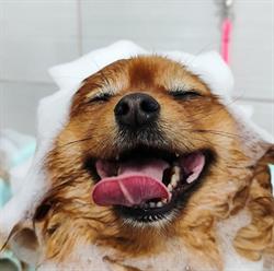Iedera's groom salon - frizerie canina Oradea