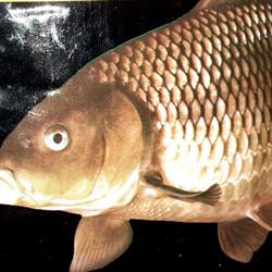 La Oana